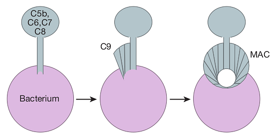 Three-panel diagram of the membrane attack complex forming a pore on a bacterial membrane