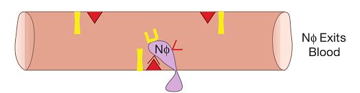 Diagram of a neutrophil exiting the blood vessel toward the infection site
