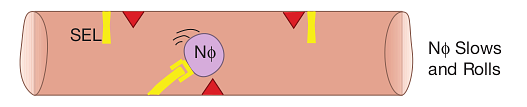 Diagram of a neutrophil slowed by selectin&ndash;SLIG binding, rolling along the vessel wall