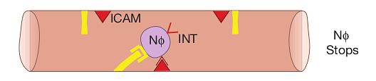 Diagram of a neutrophil stopped by integrin&ndash;ICAM binding